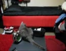 子猫モナーその３　ｖｓ先住者クロ