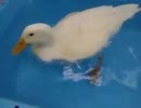 激しい水浴び