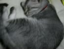 お昼寝の琥珀