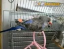 メロキュアを聴く？インコさん