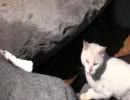 初島の猫(1)　2011年４月24日
