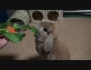 成長したうさぎさん【きなこまみれ】