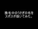 換毛中のうさぎの毛をスポスポ抜いてみた。