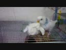 【*セキセイインコ　そらちゃん*】 no.5
