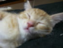 子猫のぽっさん