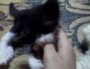 あんこくんの成長日記～もうついていけない…～