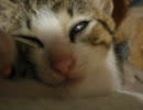 白目で爆睡な、にゃんこｗ
