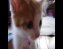【名前】家に子猫がやってきた！２【決まりました】