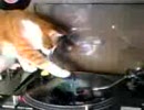 ＤＪ にゃんこ ぬこぬこ猫