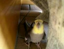 【ウチのコ】オカメインコのヒーちゃん。