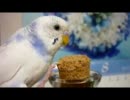 【*セキセイインコ　そらちゃん*】 no.8