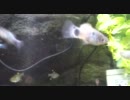めだかの学校と映りたがり