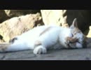 日陰で寝てるネコ