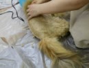 くりりんサマーカット2011−3　どんどん刈られていくくりりん