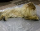 くりりんサマーカット2011−5　ライオン誕生