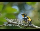 ガーネット／奥華子　ギター COVER【off　vocal】