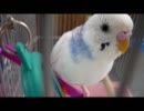 【*セキセイインコ　そらちゃん*】 no.9