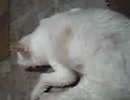 わんこ～その１　　≪110709_1333~01.3GP≫