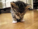 立ったまま寝る子猫…の寝起き　生後２～３週