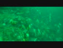 ダイビング映像2