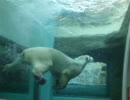 しろくまのロッシー君♪日本平動物園【静岡県静岡市】