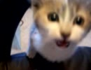 Kitten talk