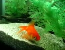 　玉緒の憂鬱