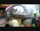 ご飯が食べたいウサギと遊びたい猫