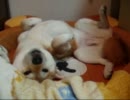 柴犬いちご　ベッドメイキングとステキ寝相