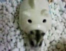 家から出てくるハムスター