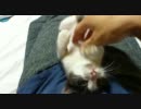 猫もらった
