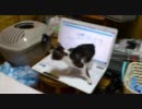 猫あそんだ