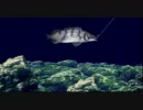 CX好きの実況動画　海のぬし釣り 1-5