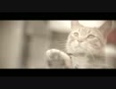名誉ある猫　(｀･ω･´)ゞ　Medal of Honor Cat