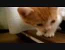うちのりょうたくん（子猫）