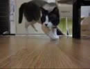 ハイスピードぬこ動画　そにょ２