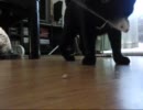 ハイスピードぬこ動画　そにょ３