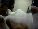 うちの猫