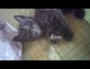 生後1カ月の猫