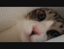 うちのノエル 62 － 狭いとこに挟まるねこ。
