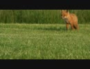 YOUTUBEより輸入　固まる狐