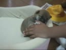 柴犬の子犬に甘く噛まれる