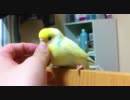 セキセインコと戯れる