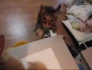 ハイスピードぬこ動画　そにょ７