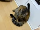家に子猫がやって来た20～みかん編～