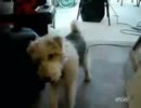 デスメタルを聞くとケルベロスに変身する犬