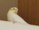 オカメインコと笛