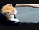 バッグの中から外を眺めるりょうた（子猫）