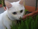 初めての猫草.avi