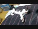 猫じゃらした